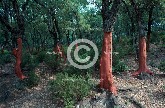 Cork Oak Trees.