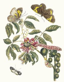 Coronilla Americana Arborescens. From the Book Metamorphosis insectorum Surinamensium, 1705. Creator: Merian, Maria Sibylla (1647-1717)
