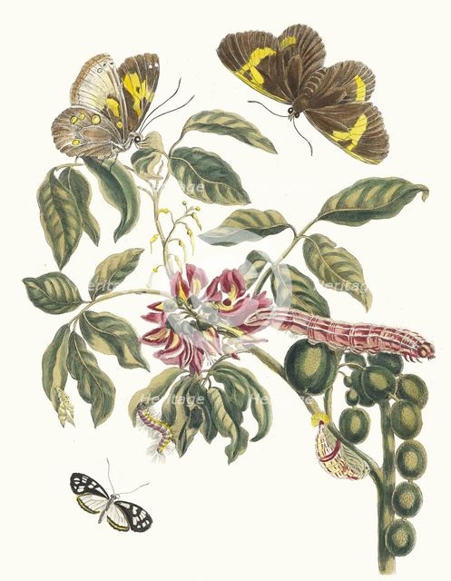 Coronilla Americana Arborescens. From the Book Metamorphosis insectorum Surinamensium, 1705. Creator: Merian, Maria Sibylla (1647-1717).