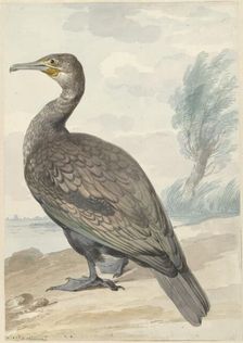 Cormorant, 1720-1792. Creator: Aert Schouman