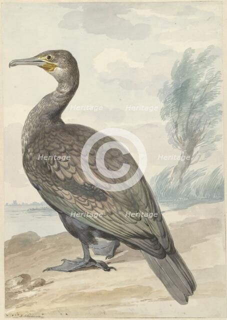 Cormorant, 1720-1792. Creator: Aert Schouman.