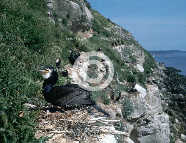 Cormorant.