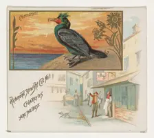 Cormorant, from the Game Birds series (N40) for Allen & Ginter Cigarettes, 1888-90. Creator: Allen & Ginter