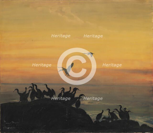 Cormorants by sunset, .