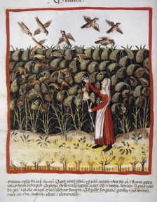Corn, 14th century. Creator: Unknown