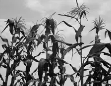 Corn, Washington County, Mississippi, 1937. Creator: Dorothea Lange