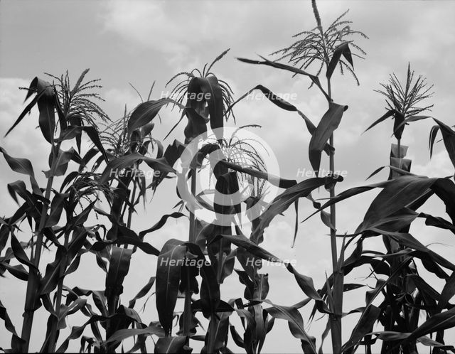 Corn, Washington County, Mississippi, 1937. Creator: Dorothea Lange.