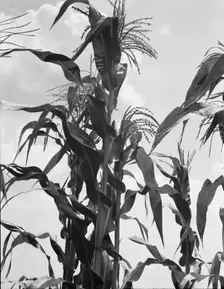 Corn, Washington County, Mississippi, 1937. Creator: Dorothea Lange