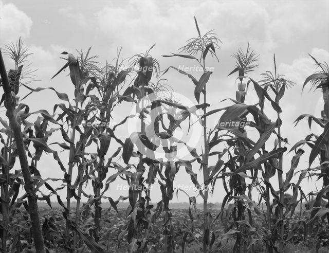 Corn, Washington County, Mississippi, 1937. Creator: Dorothea Lange.