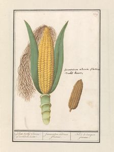 Corn (Zea Mays), 1596-1610. Creators: Anselmus de Boodt, Elias Verhulst