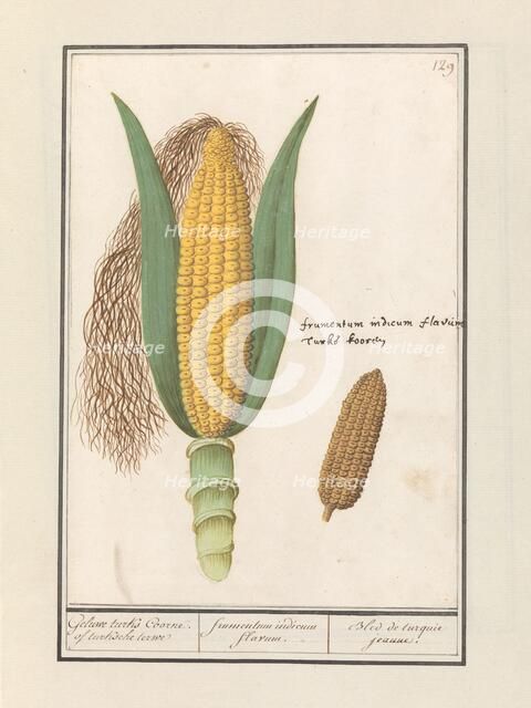Corn (Zea Mays), 1596-1610. Creators: Anselmus de Boodt, Elias Verhulst.