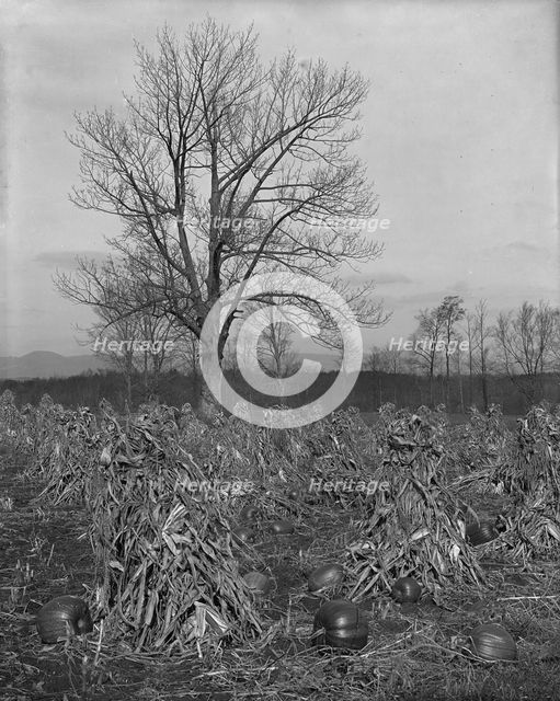 Corn and pumpkins, Berkshire Hills, Mass., c1906. Creator: Unknown.