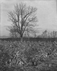 Corn and pumpkins, Berkshire Hills, Mass., c1906. Creator: Unknown
