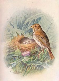 Corn-Bunting - Emberi'za milia'ria c1910, (1910). Artist: George James Rankin