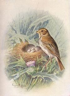 Corn-Bunting - Emberi'za milia'ria c1910, (1910). Artist: George James Rankin