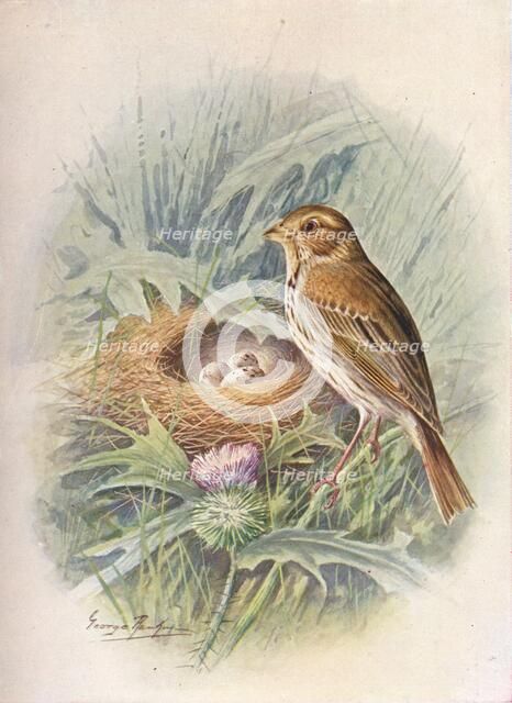 'Corn-Bunting - Emberi'za milia'ria', c1910, (1910). Artist: George James Rankin.
