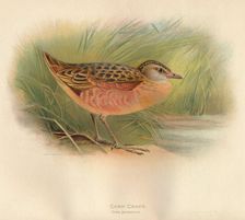 Corn Crake (Crex pratensis) 1900, (1900). Artist: Charles Whymper