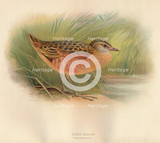 'Corn Crake (Crex pratensis)', 1900, (1900). Artist: Charles Whymper.