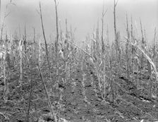 Corn, drought-stricken and eaten off by grasshoppers, Near Russelville, Arkansas, 1936. Creator: Dorothea Lange