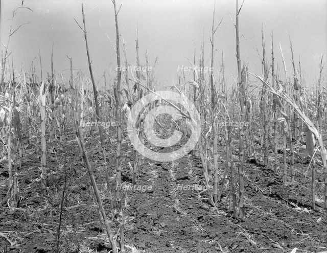 Corn, drought-stricken and eaten off by grasshoppers, Near Russelville, Arkansas, 1936. Creator: Dorothea Lange.