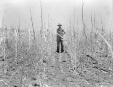 Corn, drought-stricken and eaten off by grasshoppers. Near Russelville, Arkansas, 1936. Creator: Dorothea Lange