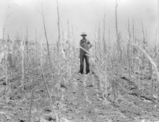 Corn, drought-stricken and eaten off by grasshoppers. Near Russelville, Arkansas, 1936. Creator: Dorothea Lange