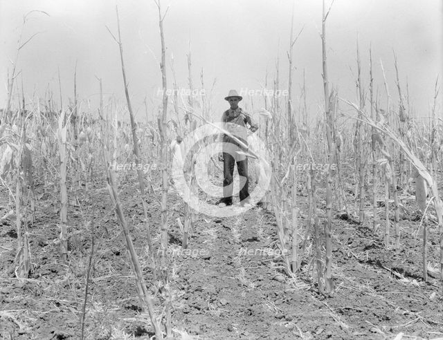 Corn, drought-stricken and eaten off by grasshoppers. Near Russelville, Arkansas, 1936. Creator: Dorothea Lange.