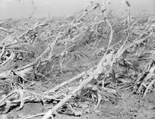 Corn, dried up and lying in the field, between Dallas and Waco, Texas, 1936. Creator: Dorothea Lange