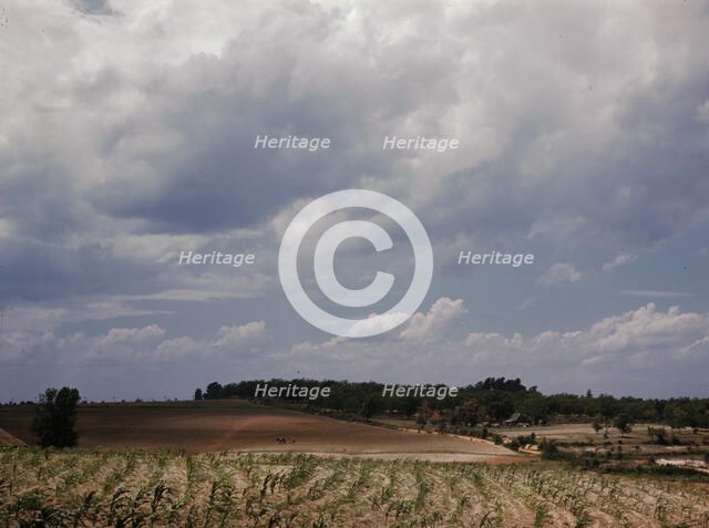 Corn field, Ga.?, 1941. Creator: Jack Delano.
