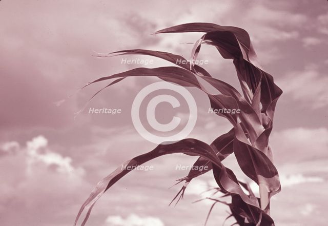 Corn near Muskogee, Oklahoma, 1939 or 1940. Creator: Russell Lee.