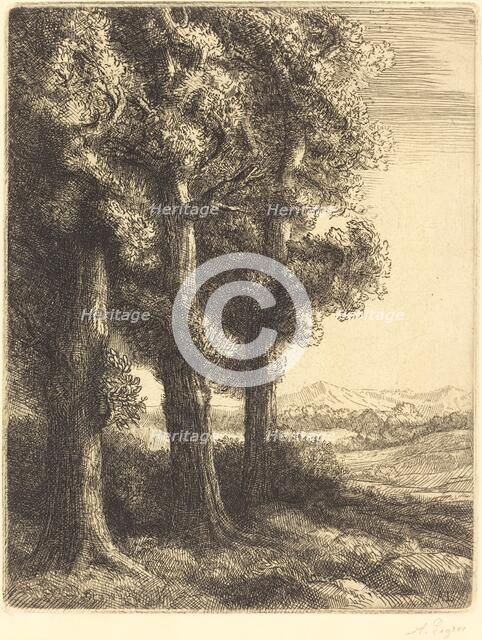 Corner of a Wood (Coin d'un bois). Creator: Alphonse Legros.