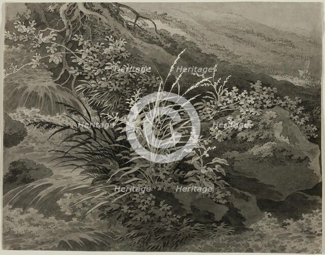 Corner of the Meadow with Reeds and Other Plants, c. 1800. Creator: Adrian Zingg.