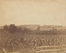 [Cornfield in Back of the Barn], 1883., 1883. Creator: Thomas Eakins