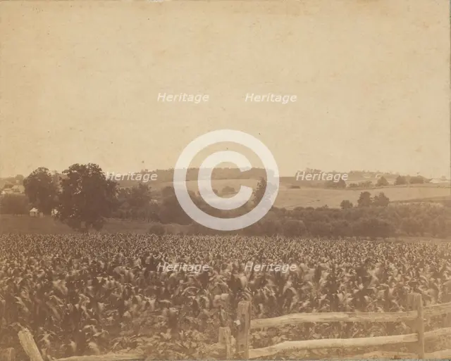 [Cornfield in Back of the Barn], 1883., 1883. Creator: Thomas Eakins.