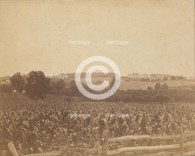 [Cornfield in Back of the Barn], 1883., 1883. Creator: Thomas Eakins.