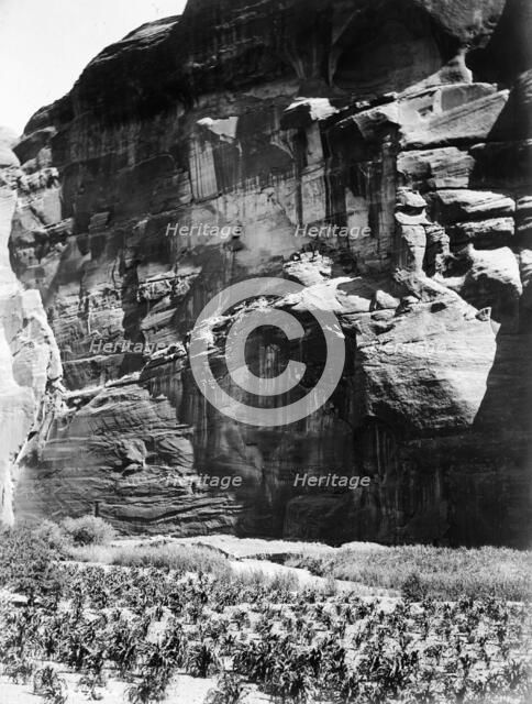 Cornfields of Cañon del Muerto, 1906, c1907. Creator: Edward Sheriff Curtis.