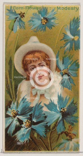 Cornflower: Modesty, from the series Floral Beauties and Language of Flowers (N75) for Duk..., 1892. Creator: Donaldson Brothers.