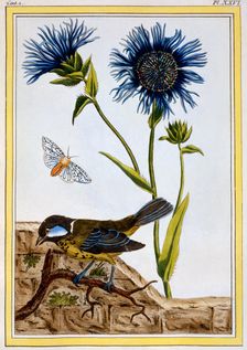 Cornflower, pub. 1776. Creator: Pierre Joseph Buchoz (1731-1807)