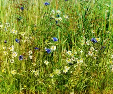 Cornflowers in a field of rye [Russian Empire], 1909. Creator: Sergey Mikhaylovich Prokudin-Gorsky