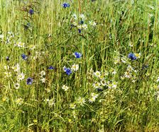 Cornflowers in a field of rye [Russian Empire], 1909. Creator: Sergey Mikhaylovich Prokudin-Gorsky