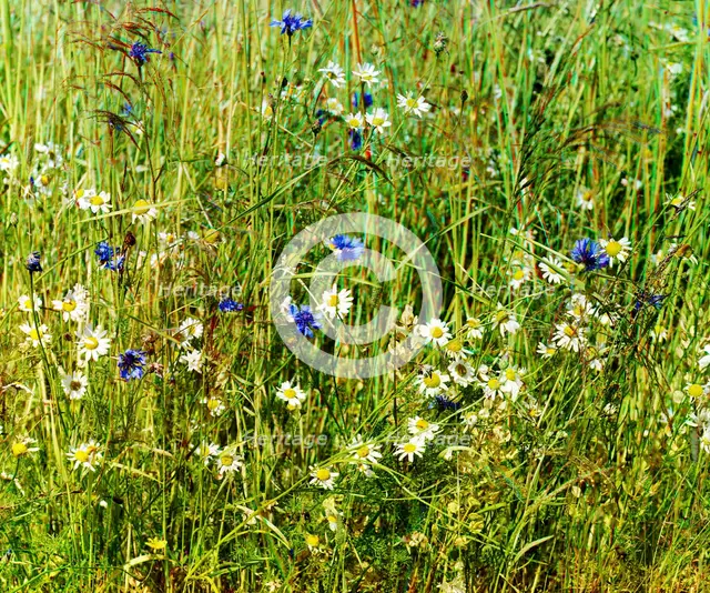 Cornflowers in a field of rye [Russian Empire], 1909. Creator: Sergey Mikhaylovich Prokudin-Gorsky.