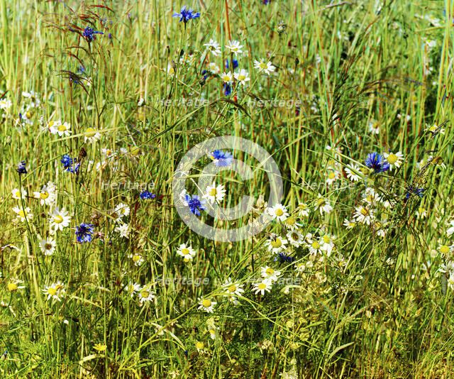 Cornflowers in a field of rye [Russian Empire], 1909. Creator: Sergey Mikhaylovich Prokudin-Gorsky.
