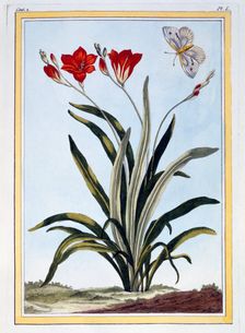 Cornlily, pub. 1776. Creator: Pierre Joseph Buchoz (1731-1807)