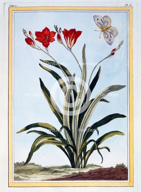 Cornlily, pub. 1776. Creator: Pierre Joseph Buchoz (1731-1807).