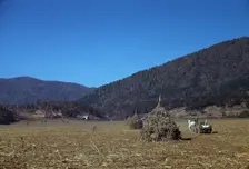 Cornshocks in mountain farm along the Skyline Drive in Virginia, ca. 1940. Creator: Jack Delano
