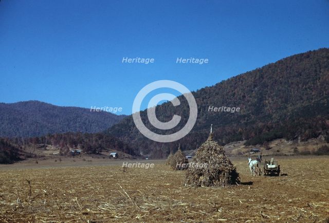 Cornshocks in mountain farm along the Skyline Drive in Virginia, ca. 1940. Creator: Jack Delano.