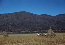 Cornshocks in mountain farm along the Skyline Drive in Virginia, ca. 1940. Creator: Jack Delano