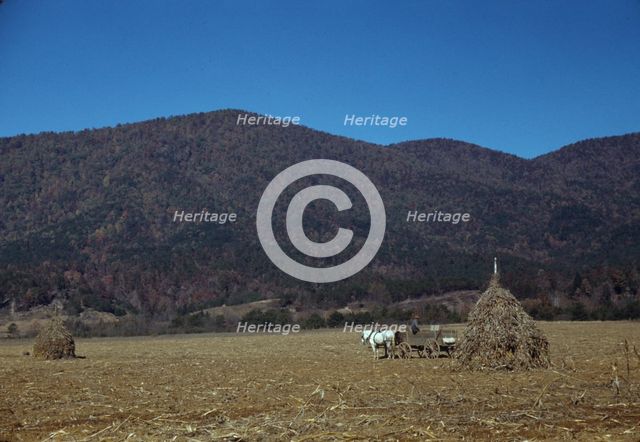 Cornshocks in mountain farm along the Skyline Drive in Virginia, ca. 1940. Creator: Jack Delano.