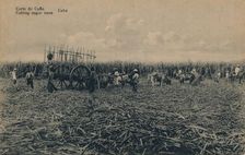 Corte de Cana - Cutting sugar cane - Cuba c1910