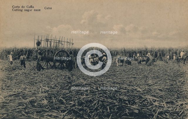 'Corte de Cana - Cutting sugar cane - Cuba', c1910. Artist: Unknown.
